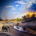 Understanding the personality of Northern Sea Lions